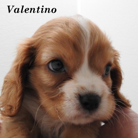 puppy, for, sale, Cock A Lier, Joe & Cherri  Overlease, dog, breeder, Miller, MO, dog-breeder, puppy-for-sale, forsale, nearby, find, puppyfind, locator, puppylocator, aca